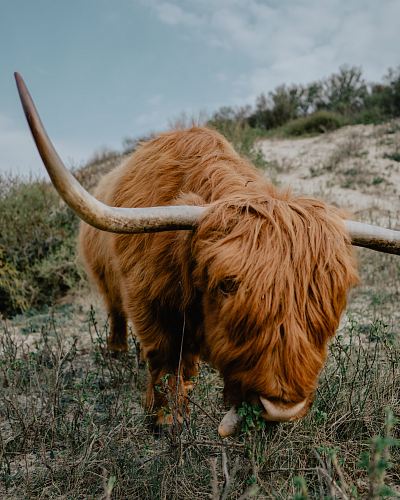 brown Scottish highland cattle