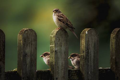 brown sparrow bird perching on fence