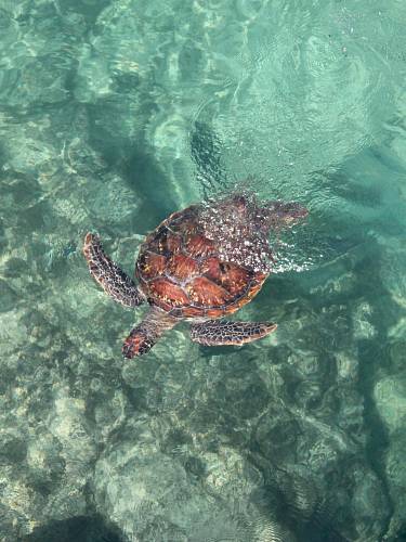 brown turtle in water