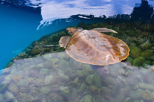 brown turtle on water