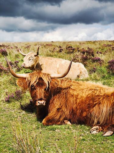 brown yak lying on grass field