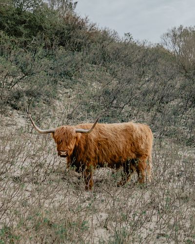 brown yak on a field