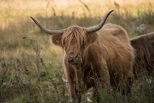 brown yak on green field during daytime