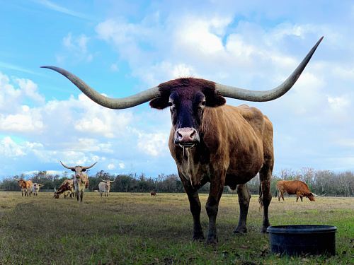 brown yak on green field under white and blue sky during daytime