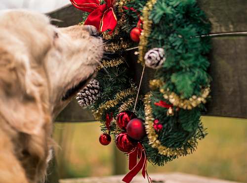 dog dog smelling garland wreath pet