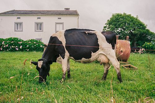 cattle eating grass in front of house