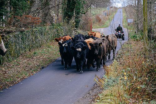 cattle walking on road at daytime