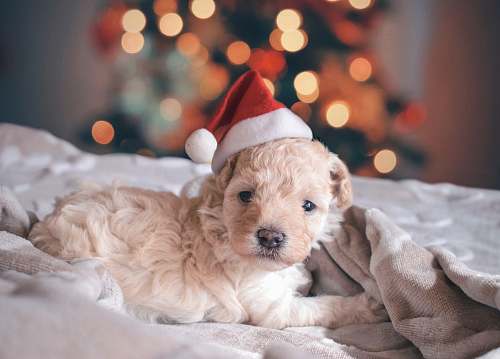 dog long-coated white puppy wearing santa hat puppy