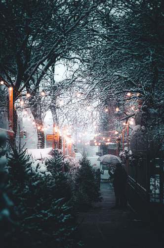 winter person holding umbrella near streetlight and trees at daytime snow