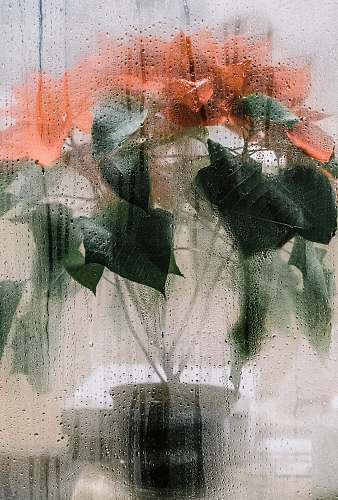 flower red petaled flower bouqeut columbus