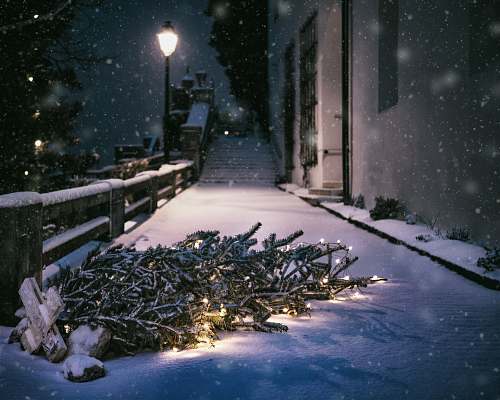 winter shallow focus photography of tree on road snow