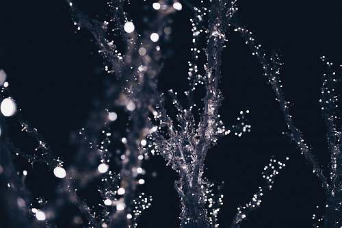 water string lights on tree during night time fountain