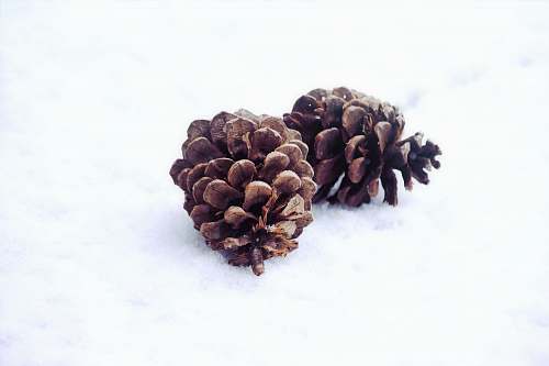 winter two pinecones snow