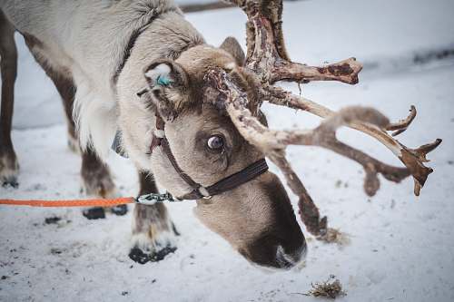 lapland wildlife photography of a moose finland
