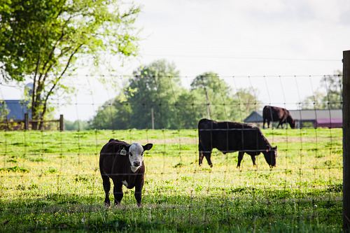 close-up photography of cattle