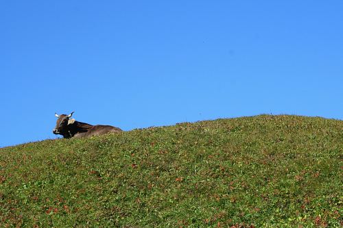 cow on hill
