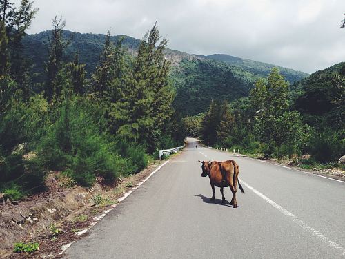 cow walking in the middle of road between trees leading to mountain