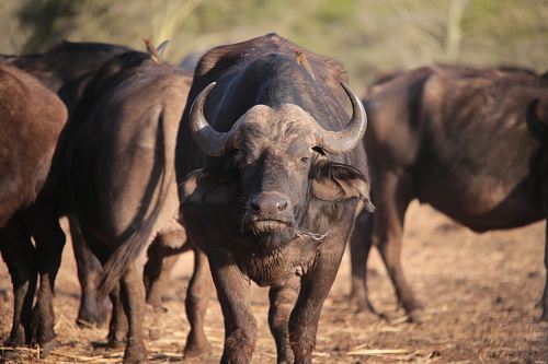 crowd of water buffalo during daytime