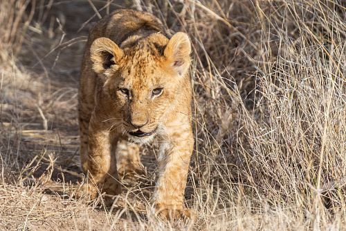 cub walking