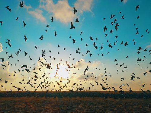 flock of birds during daytime