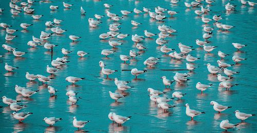flock of gray birds