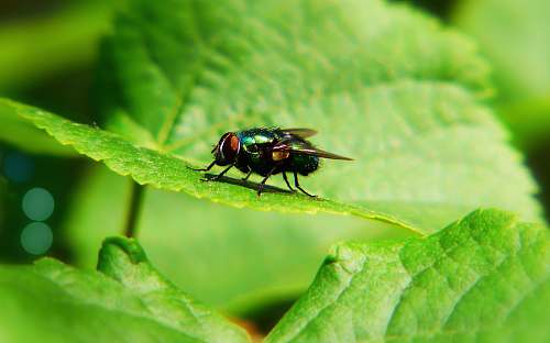 animal black house fly on green leaf asilidae