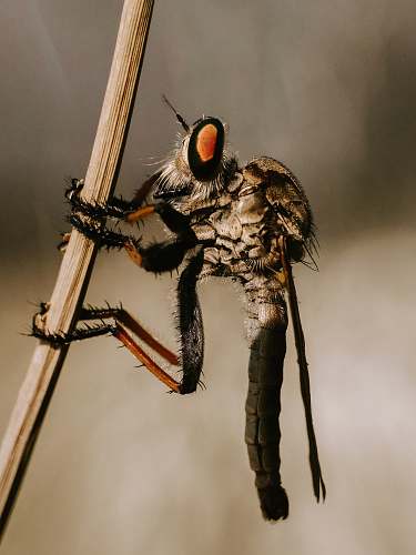 animal brown and orange dragonfly asilidae