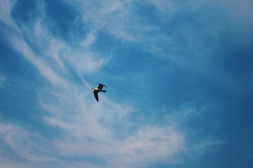 flying flying eagle below cumulus clouds blue