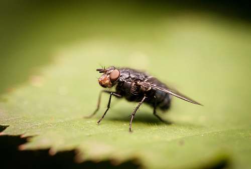 asilidae gray fruit fly perching on green leaf in close-up photography animal