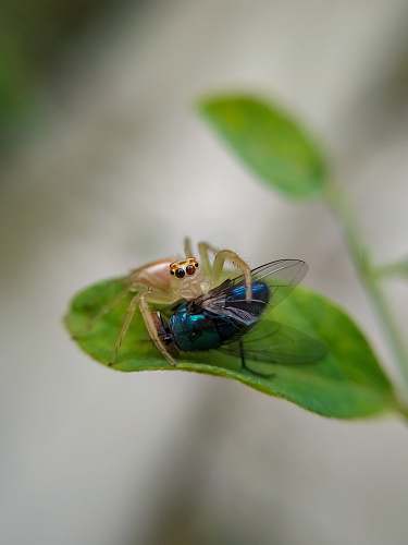 animal microphotography of two insects on leaf asilidae