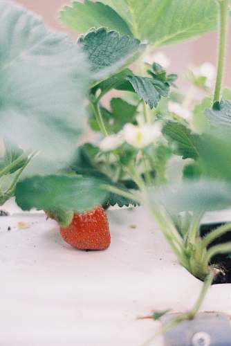fruit  plant