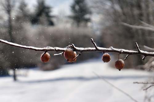 plant brown fruit produce