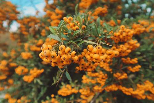 plant closeup photo of yellow fruits produce