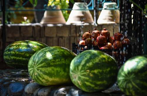fruit four watermelons plant