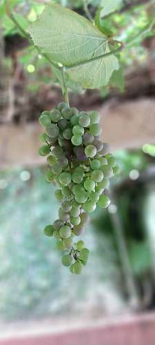 fruit green grapes plant