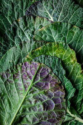 plant green vegetable cabbage