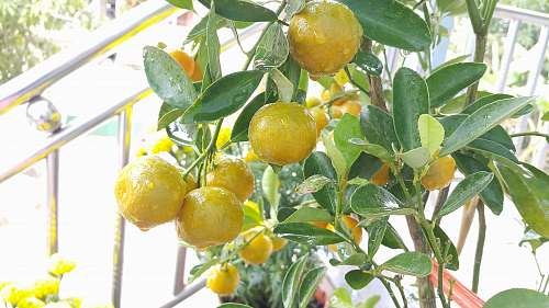 fruit lemon fruit citrus fruit
