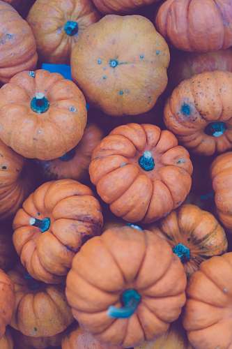 plant orange pumpkin lot pumpkin