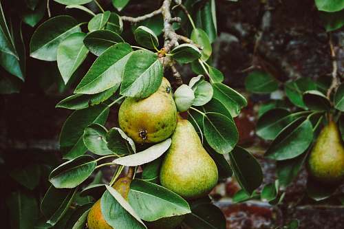 fruit pear tree with fruits flora