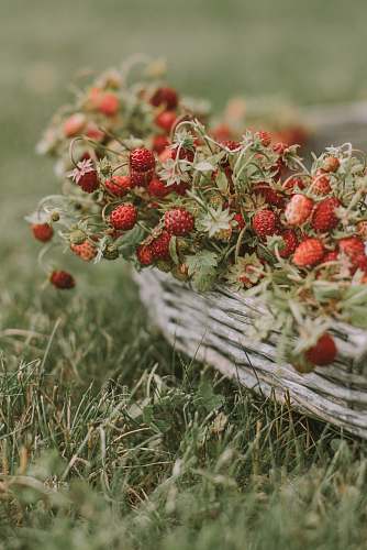 fruit red strawberries on basket plant