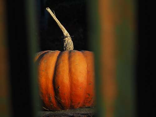 plant selective focus photography of orange pumpkin pumpkin