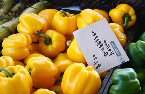plant yellow bell peppers pepper