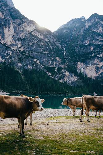 four cows standing on green grass