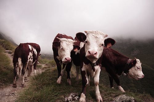 four white and red cows on green grass field