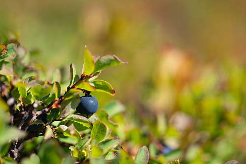food green leaf plant blueberry
