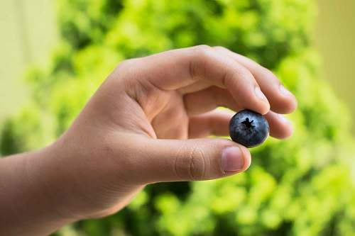 food person holding black fruit blueberry