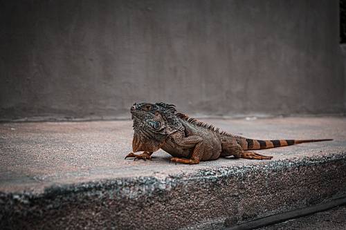 gray and black bearded dragon on gray surface close-up photography