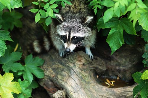 gray and black raccoon on tree log
