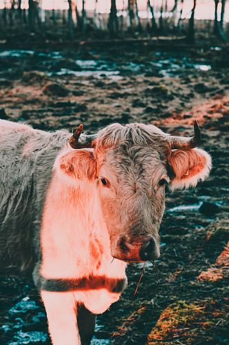 gray cow