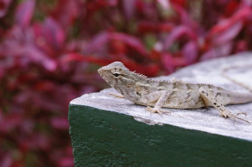 gray lizard resting on beige block